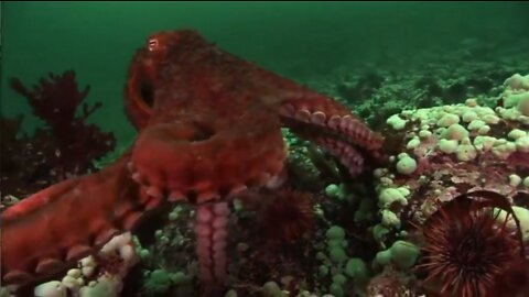 Documentary: Octopus - Squid - Sea Creatures of the Ocean