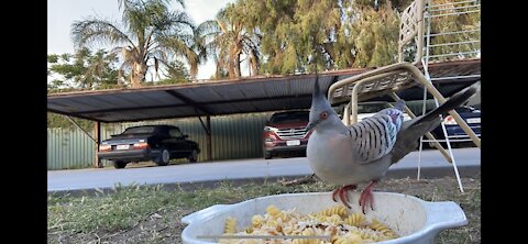 Bird feast