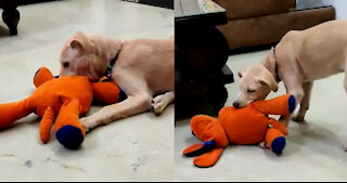 Adorable Dog Playing With Comfort Dog