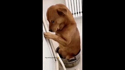 dog funny reels video 😄 comedy status 🤣