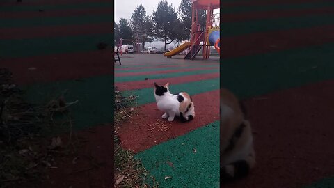 Hungry Street Cat Gets Full