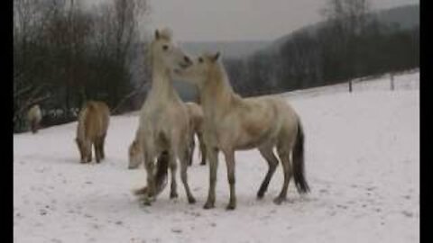 Verhalten - SCHNEEBALLETT