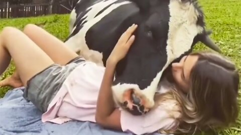 Cow Loves Humans