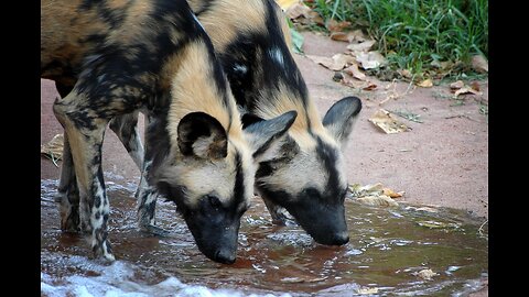 wild dogs