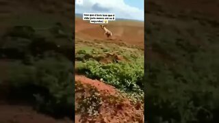 ISSO QUE É BOM ISSO QUE É VIDA ( PELO MENOS ATÉ OS 8 SEGUNDOS ) #meme #comedia #viral #shorts