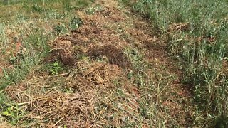 Planting Out Peppers on Raised Beds, Natural Farming Technique