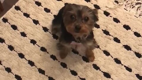 Yorkie Puppy Puts On Spinning Dance Show For Treats