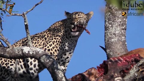 Female Leopard With A Big Meal In A Tree