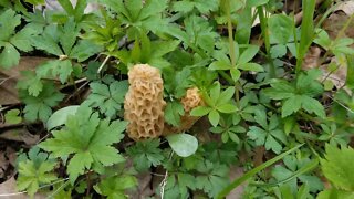 Morel Mushroom Hunting | Ice Hut Camping Cinco De Mayo Special | In the Bush #67