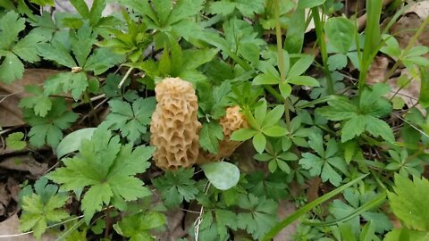Morel Mushroom Hunting | Ice Hut Camping Cinco De Mayo Special | In the Bush #67