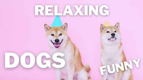 Relaxing Jazz & Doggy Giggles: Unwind with Beautiful Dogs & Hilarious Canine Comedy! 🎷🐾