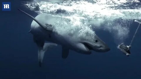 great white shark shows off dagger sharp teeth
