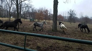 Horses literally jump for joy upon arrival of hay