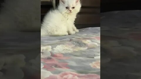 😃amazing cute adorable white kitten #Petsandwild #kittens #babycat