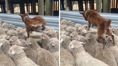 Hard-working sheep dog knows how to get the job done