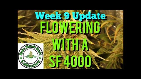 Week 9, Flowering With A Spider Farmer SF 4000 Update