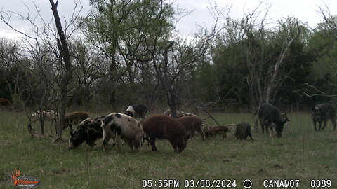 Young Boar and Tough Sow go down.