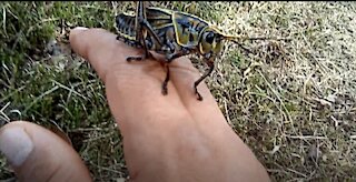 giant Tex grasshopper going up my arm