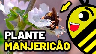 PLANTE MANJERICÃO e tenha MUITAS FLORES para as suas ABELHAS NATIVAS SEM FERRÃO #shorts