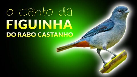 FIGUINHA DO RABO CASTANHO - Aves Para Criar - Sebinho de Crisso Castanho🌴