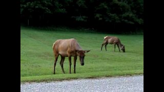 Smokey Mountain Elk