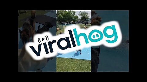 Pool Day for the Pups __ ViralHog dogs