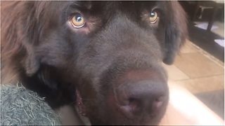 Dog makes it clear what he wants from owner