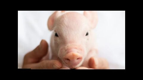 Are pigs the future of organ transplants? Xenotransplantation