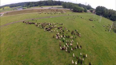 Creative shepherd uses drone to herd sheep