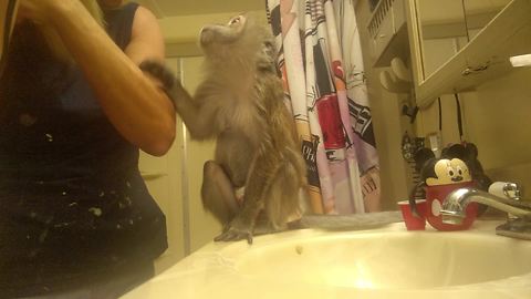 Diva monkey demands to be pampered