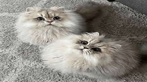 Sweet heart fluffy Cat #Fluffycat #Cats #Cat #Pet #Pets