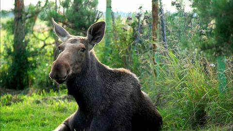Wild orphaned moose calf enjoys life on the farm