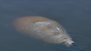 FWC attempt to rescue manatee