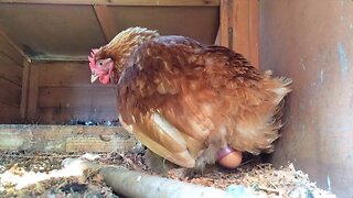 My Chicken Laying Egg.