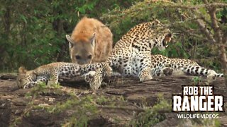 Leopard And Cub Chased By Hyenas | Maasai Mara Safari | Zebra Plains