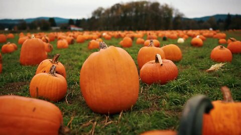 Heart of the Harvest 2020 — Vancouver Pumpkin Patch