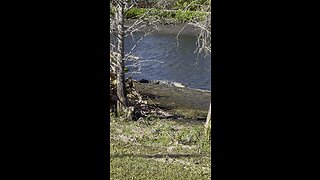 Gators In Paradise Part 4 #Gator #Alligator #mywalksinparadise #SWFL #4K #DolbyVisionHDR