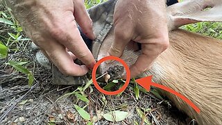 Deer Gets INSTANT RELIEF From a Sore Infected Abscess