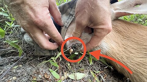 Deer Gets INSTANT RELIEF From a Sore Infected Abscess