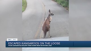 Kangaroos get loose in Grand Lake