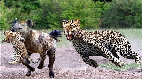Fierce Lion Fastest Leopard and Cunning Hyena Battle Ground