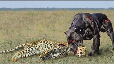 10 Brutal Leopard And Dog Fights Caught On Camera!