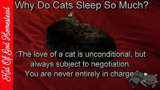 Why Do Cats Sleep So Much?