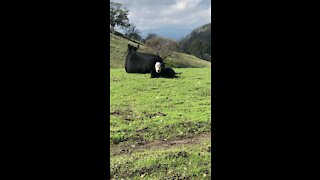 Cows on the Trail