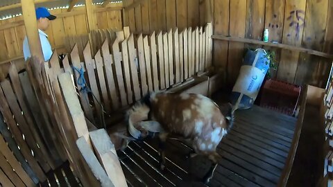 Goat drinking his own pee