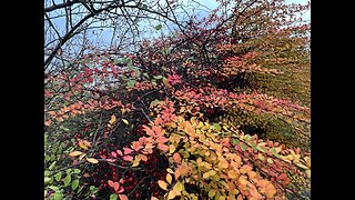 The face of Autumn