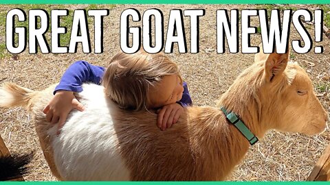 Exiting Times on The Homestead ||Nigerian Dwarf Goats||