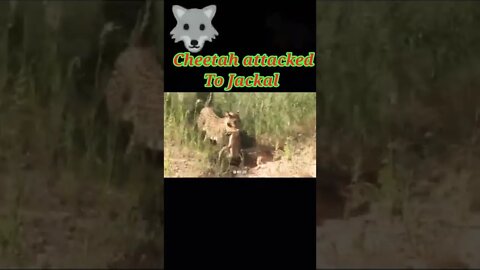 Cheetah hunting Jackal 2022 #shorts #youtubeshorts