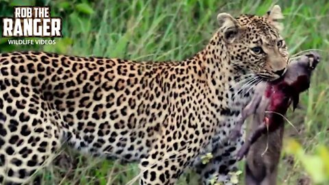 Leopard Catches Baby Warthog | African Safari Action