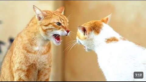 Funny cats arguing - cats talking to Each other compilation! New HD